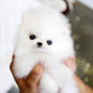 Meet your Posher, Fikrie